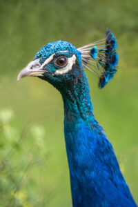 Paw indyjski - samiec Plotki parkowe - rymowana bajka dla dzieci - Jarosław Nykiel