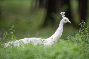 Albinotyczny paw indyjski - samica Plotki parkowe - rymowana bajka dla dzieci - Jarosław Nykiel