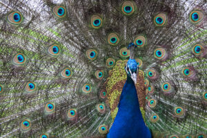 plotki-parkowe04 Plotki parkowe - rymowana bajka dla dzieci - Jarosław Nykiel