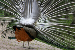 plotki-parkowe05 Plotki parkowe - rymowana bajka dla dzieci - Jarosław Nykiel