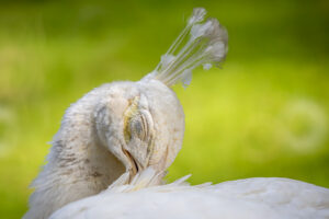 plotki-parkowe06 Plotki parkowe - rymowana bajka dla dzieci - Jarosław Nykiel