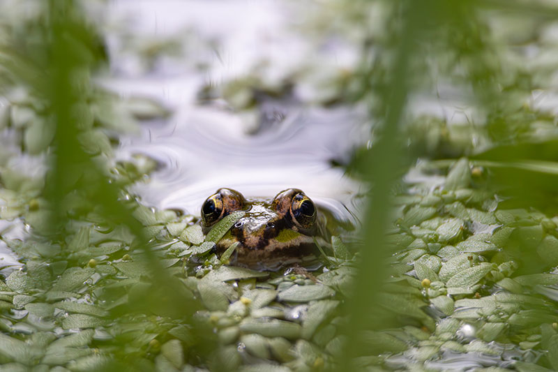 Żaba i koniec świata – wierszyk ekologiczny