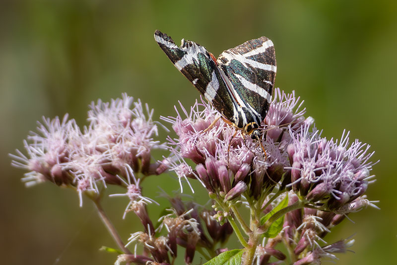 Krasopani hera (Euplagia quadripunctaria) - wiersz o motylu na janykiel.pl