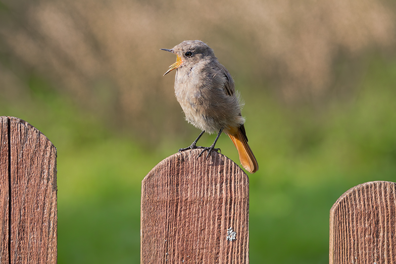 Wiersz o ptaku i grze komputerowej (kopciuszek, Phoenicurus ochruros)