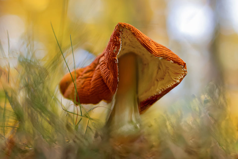 Amanita