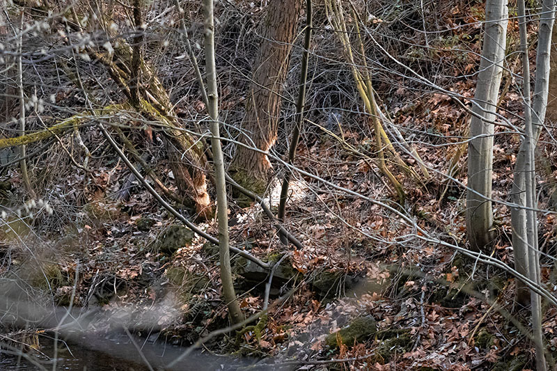 Wisła. Prywatyzacja przyrody
