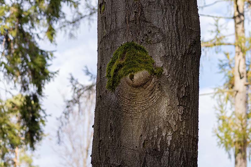 limeryk o Władcy Pierścieni