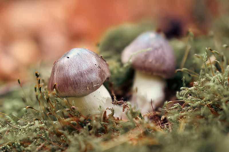 Wierszyk o grzybach i sztucznej inteligencji