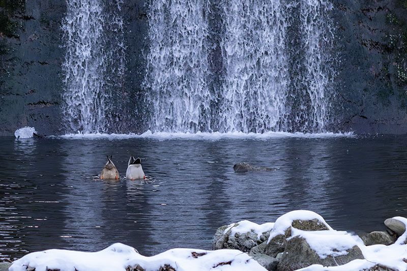 rymowa bajka "Lis i kaczor"