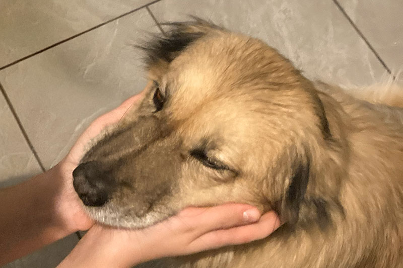 wierszyk o kotach i psach