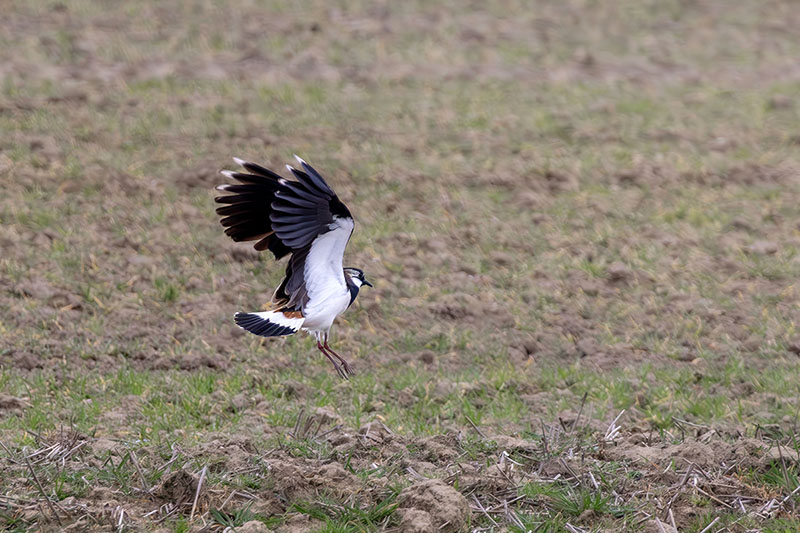 Wierszyk o czajce a wiosnę