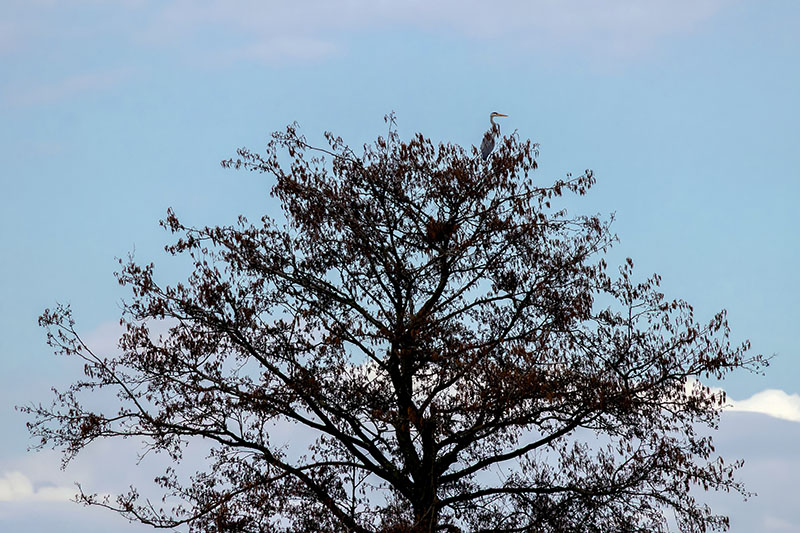 wierszyk o czapli na drzewie
