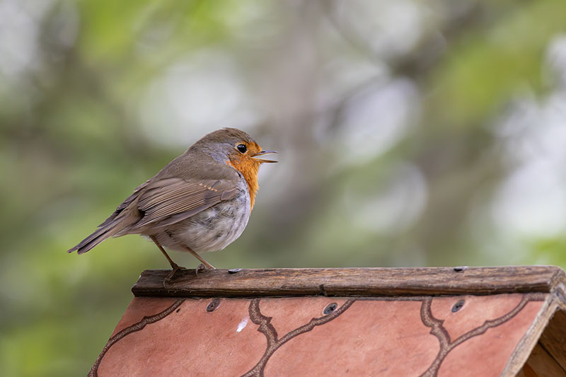 Robiny z&nbsp;trzmieliny – limeryk o&nbsp;językach obcych