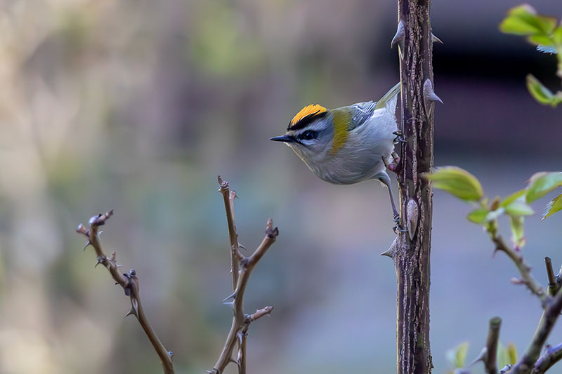 Marzenie – bajka motywacyjna inaczej