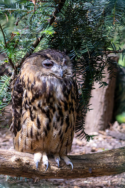 zoo w Ostrawie