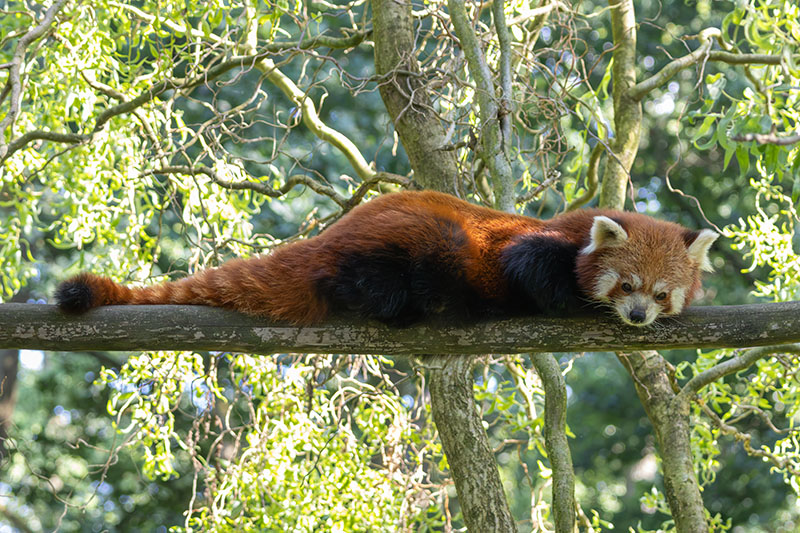 zoo w Ostrawie - pandka ruda