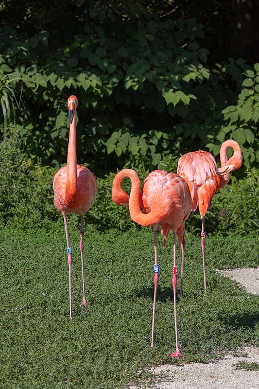 zoo w Ostrawie - flamingi